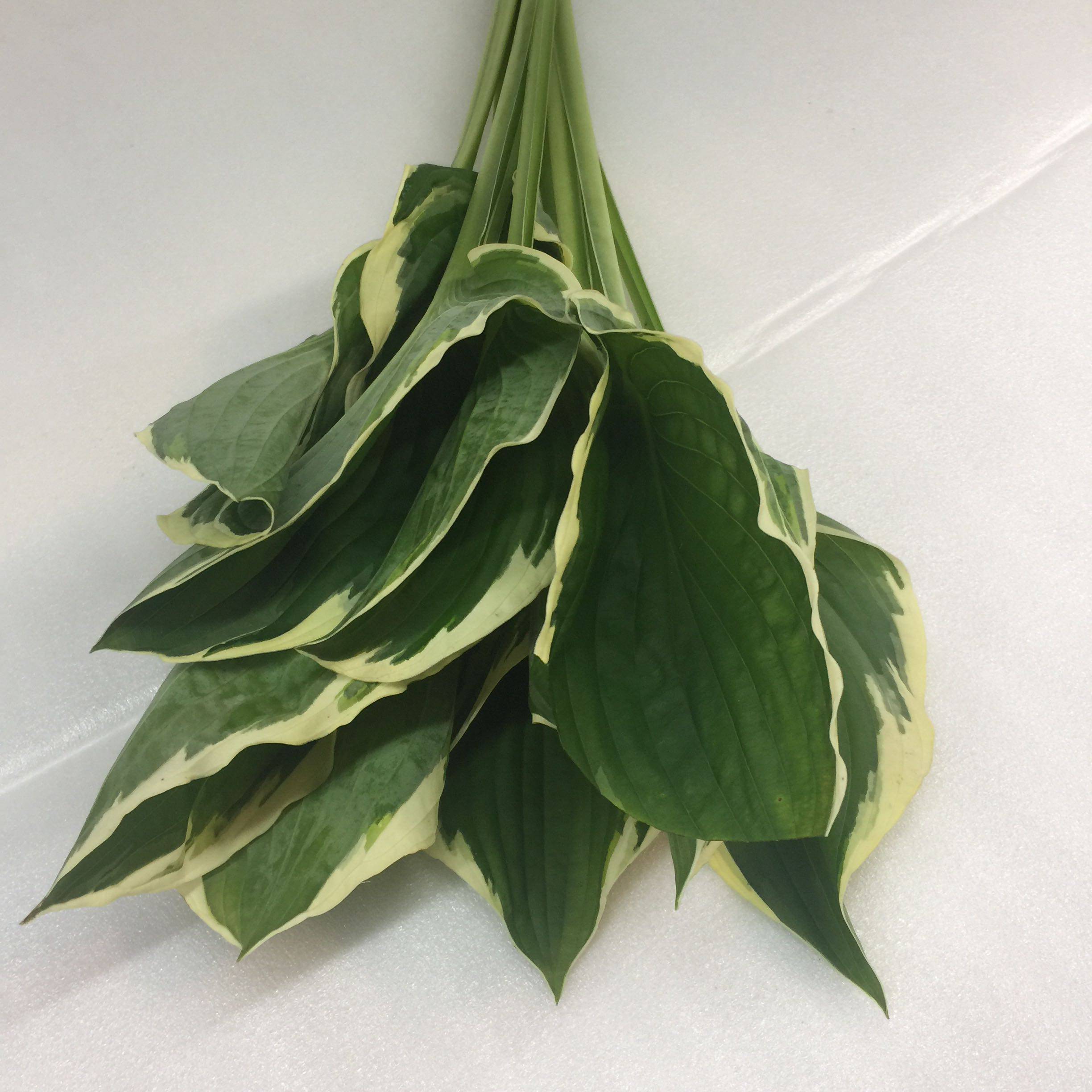 切叶玉簪叶鲜花速递上海同城类家家用瓶插艺术插花鲜花速递同城