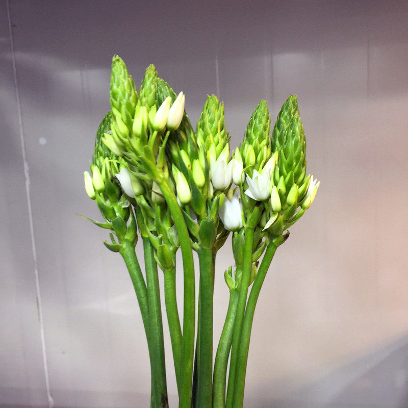 进口雀梅鲜切花上上海直发同城速递花材家用鲜花速递同城