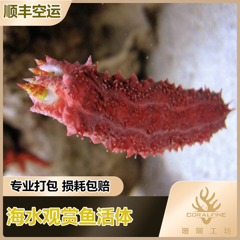海参红海海水活体珊瑚滤食食藻黑海翻砂快递其它水族宠物