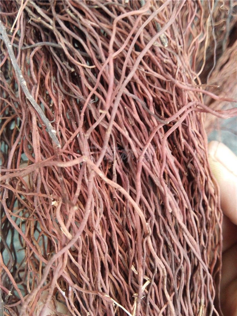 造景根须 树须龙须根 榕树须莫斯树爬藤条 天然须根 鱼缸包邮