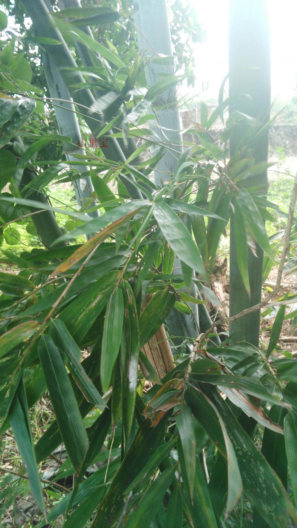 新鲜竹粉甘甜野菜炖汤其它蜡单竹小单竹粉现摘其它