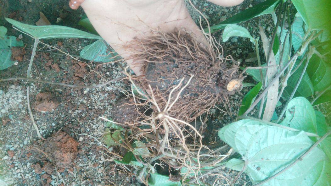 野生药材新鲜黄药子薯莨血三七朱砂莲黄独黄药子根500克