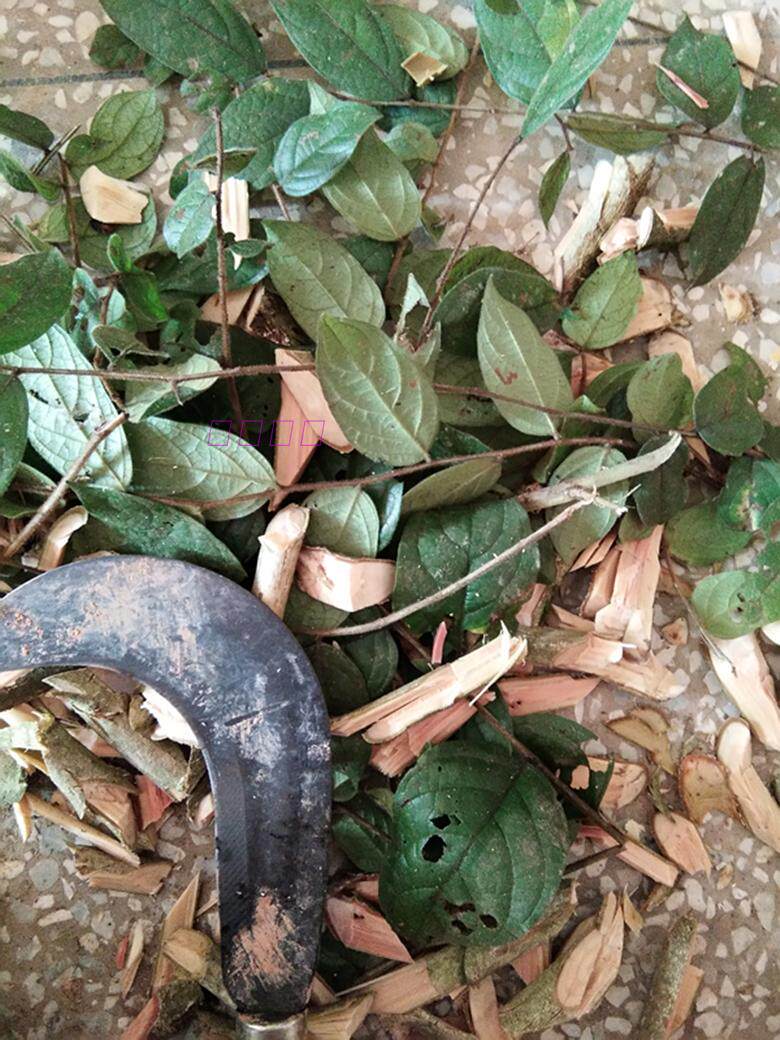 现采中草药毛果算盘子漆大姑毛漆毛七哥毛七公大毛七宝宝洗澡泡澡