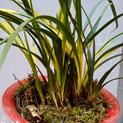 兰花蕙兰斑草绿植花卉盆栽赏叶超美品种极具绿植