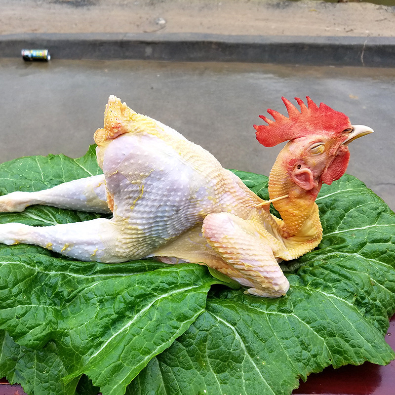 农家散养公鸡鸡肉杂粮喂养新鲜现杀生鸡肉