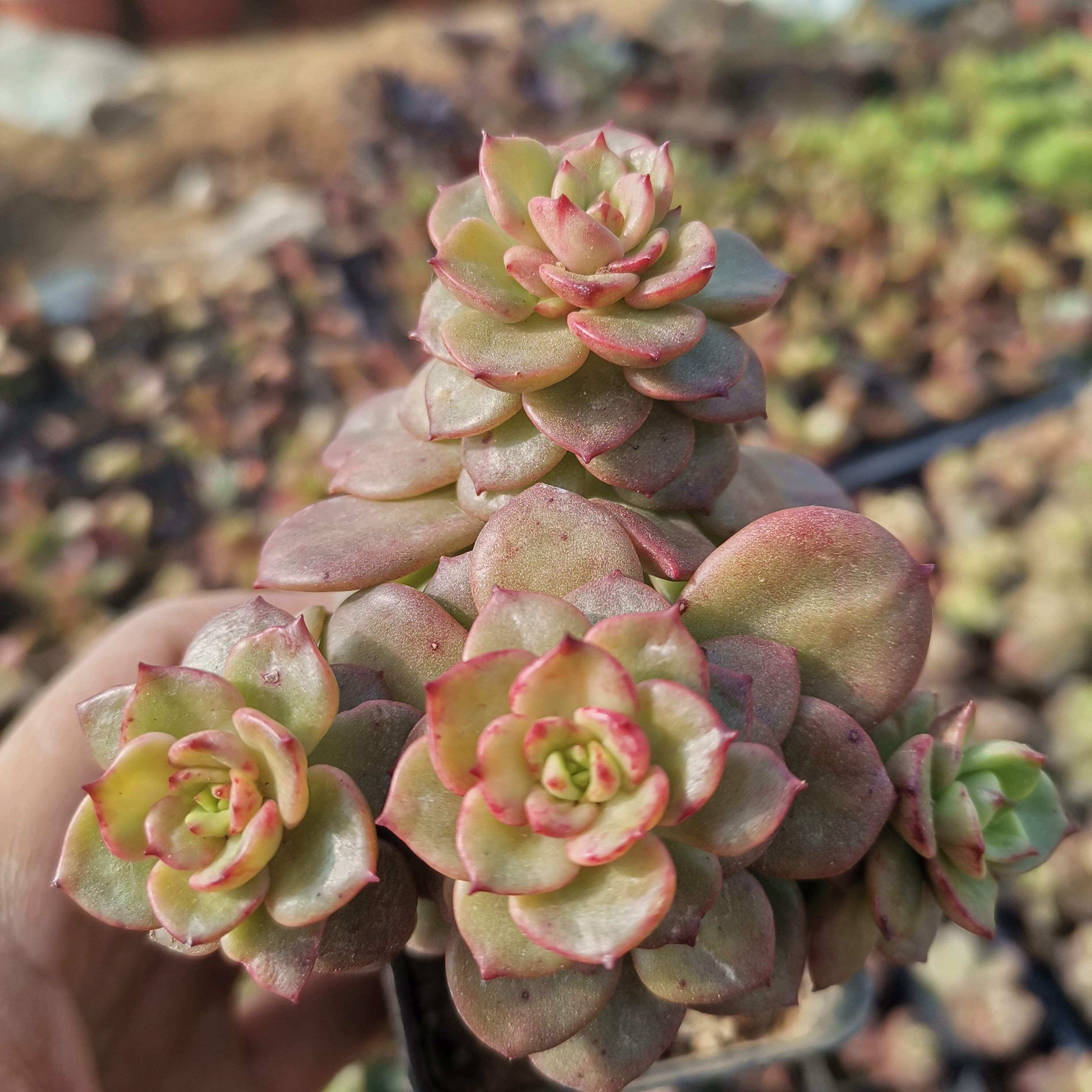 蜡牡丹 腊牡丹 老桩群特价盆栽状态多肉植物肉肉绿植净化空气清仓