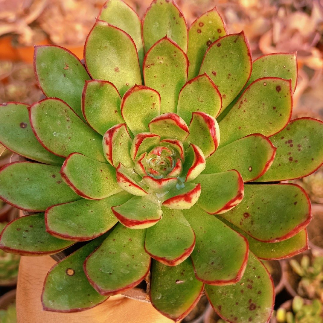 新品红花女王一物一拍多肉植物超大单头肉肉好多肉植物