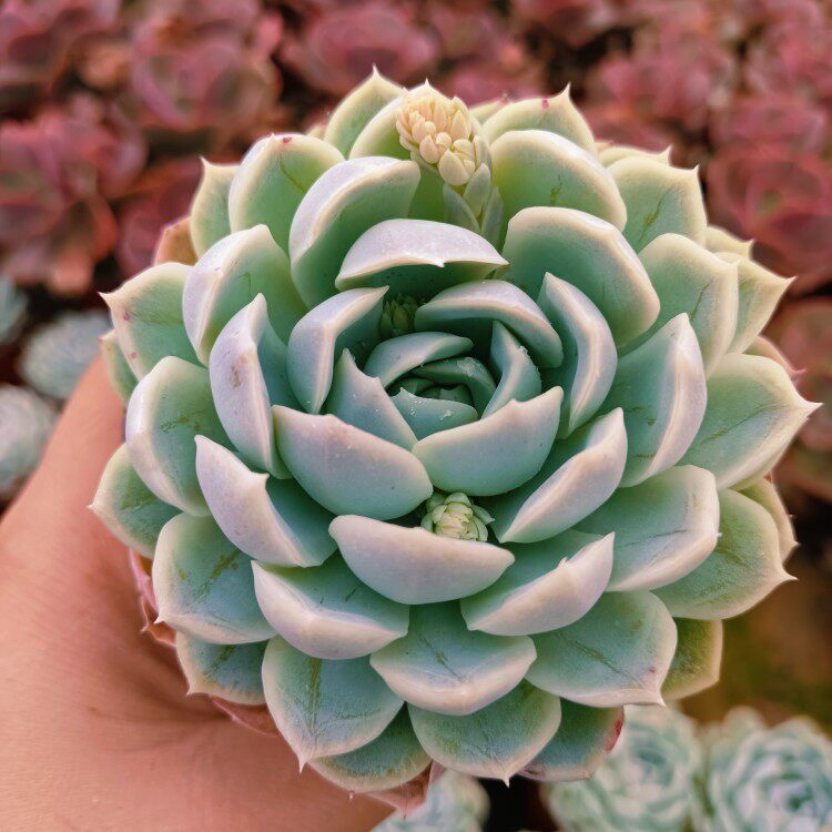 雪球多肉植物盆栽群生组合超萌肉肉墨西哥室内多肉植物