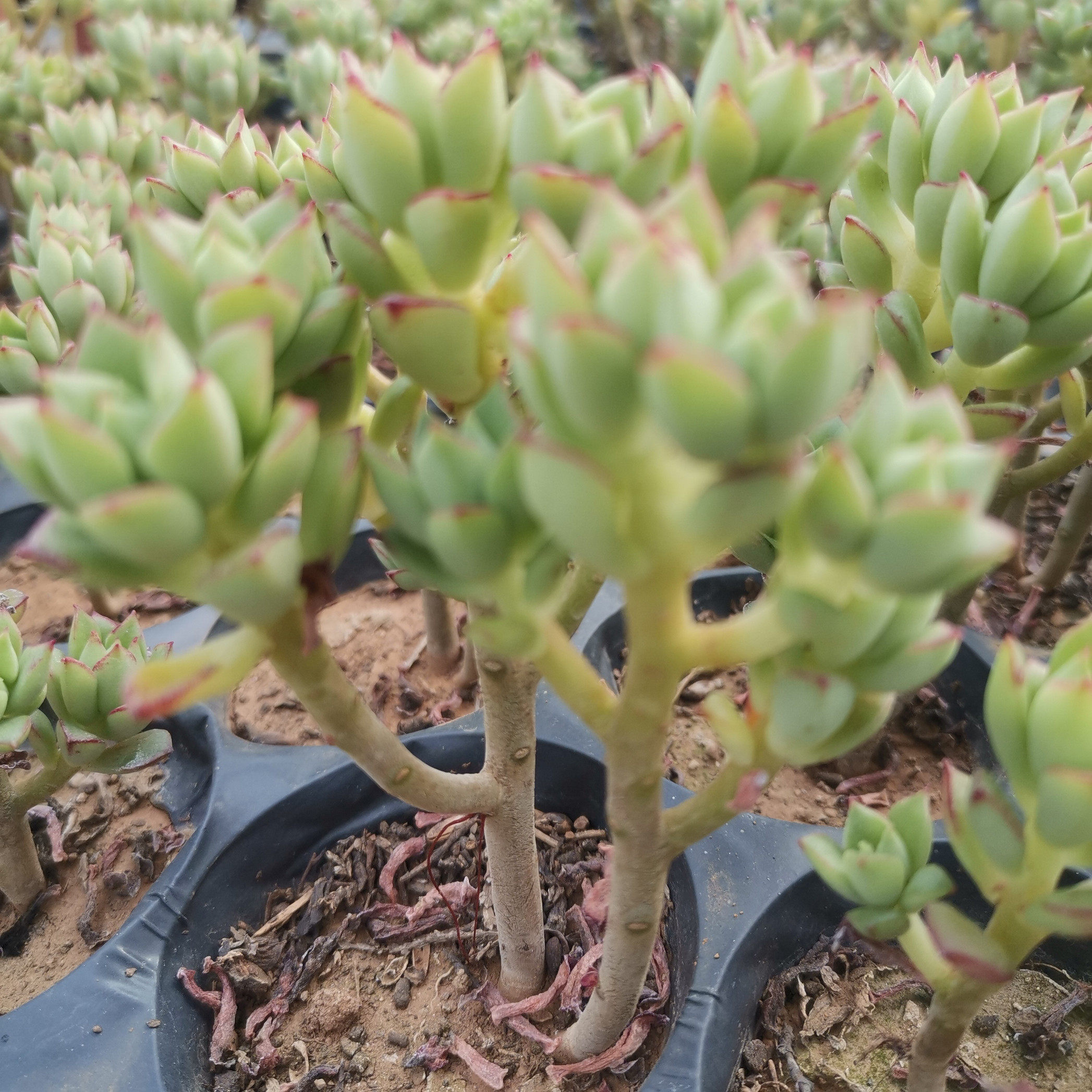 酥皮鸭多植物老桩盆栽绿植花卉盆花组合多肉多肉植物