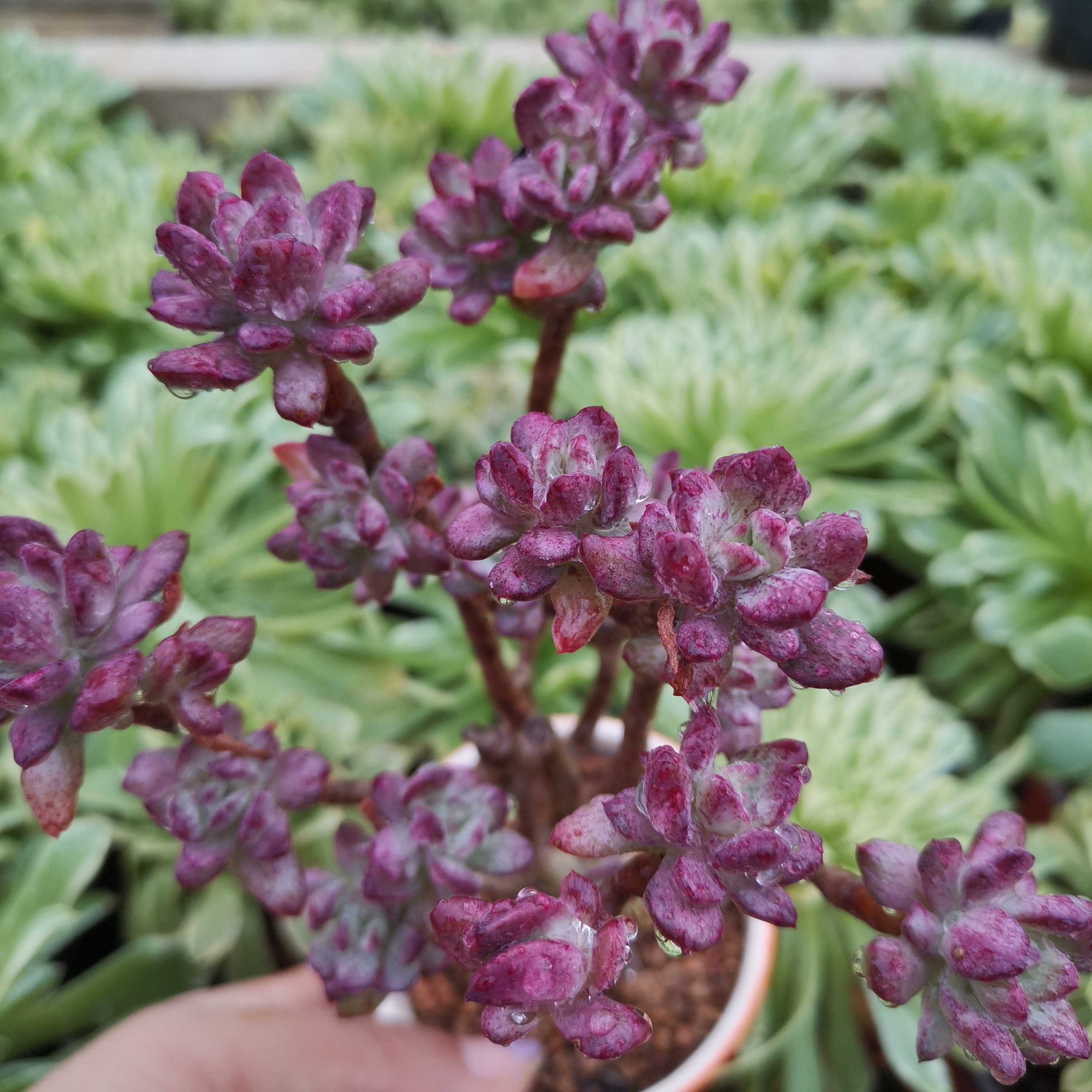 红稚多肉植物莲老桩莲锦老桩办公办公室室内绿植多肉植物