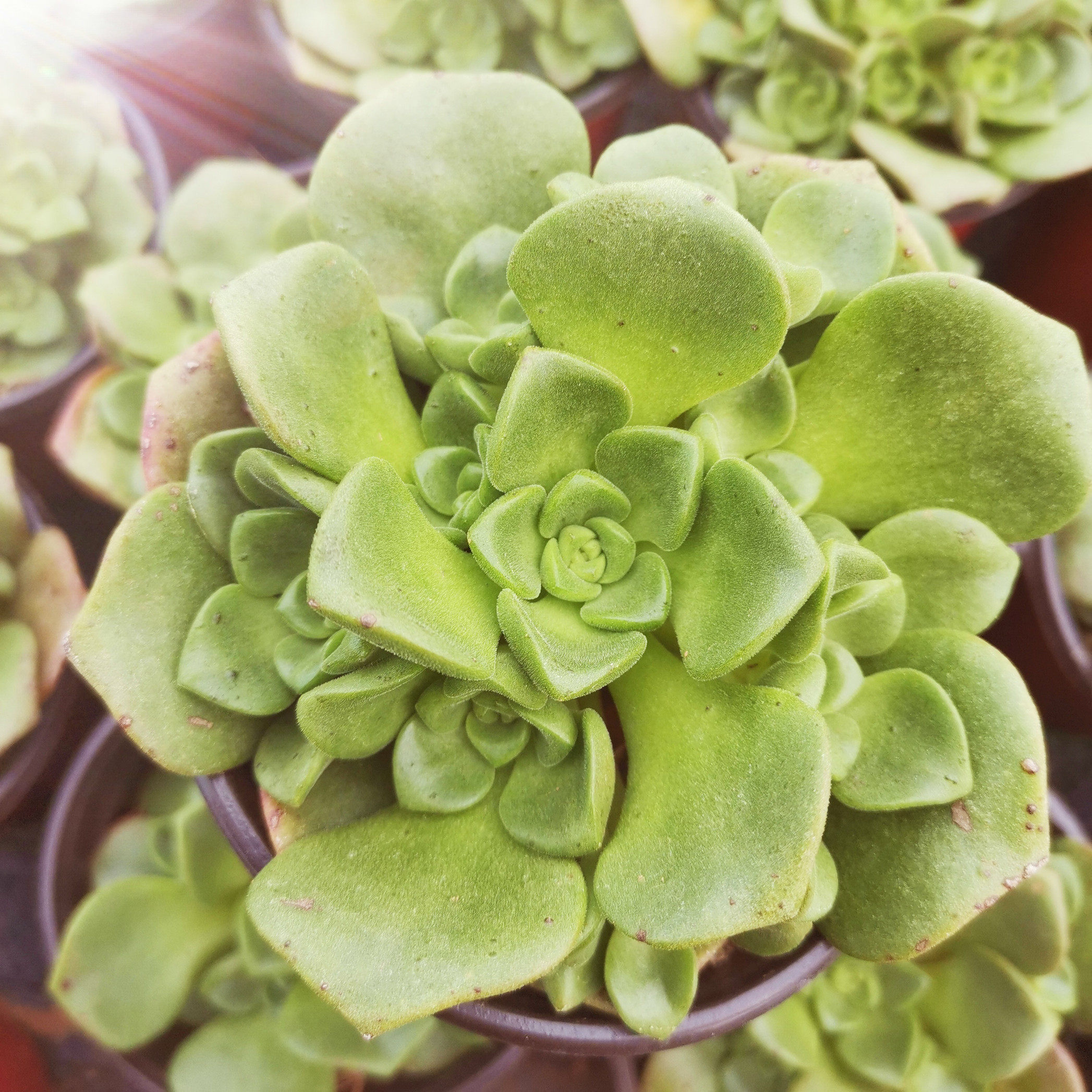 多肉百合植物有香味莉莉丽丽手捧群生盆栽多肉植物