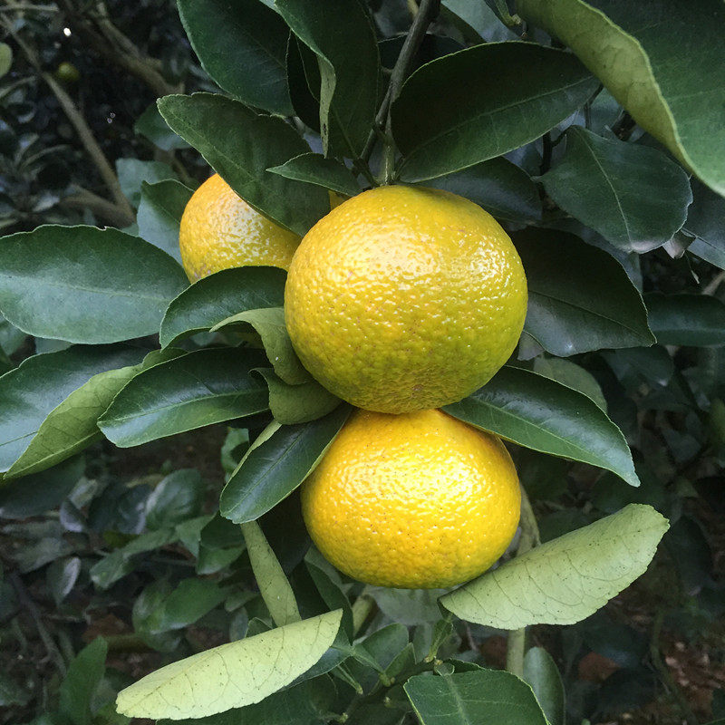 桔柚新鲜水果建阳甜橘柚孕妇桔子非庆元会昌赣南特大