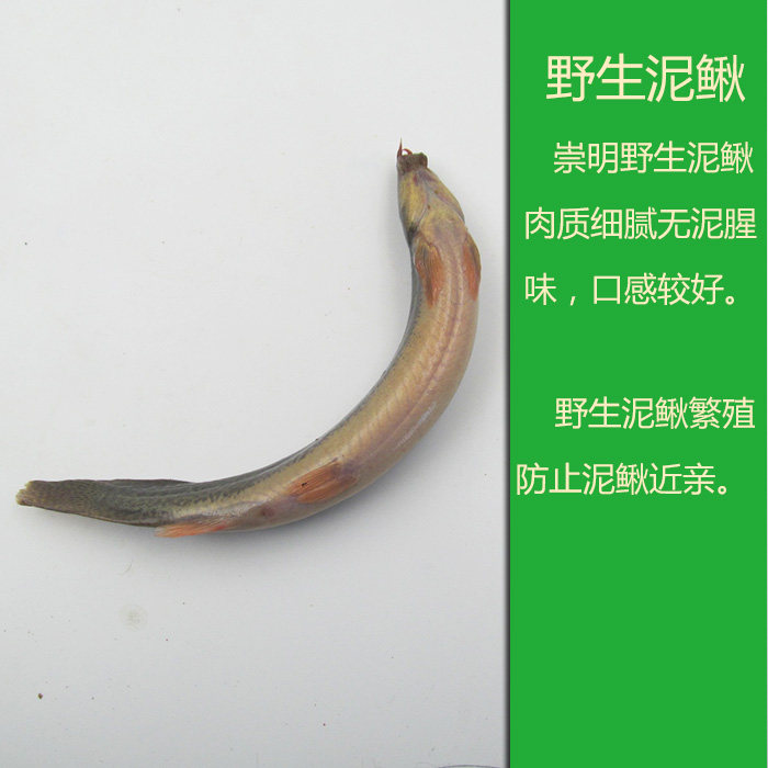 泥鳅鲜活种鳅白肚皮肚皮鳅鱼圆笩钓翘嘴放生鱼苗鱼