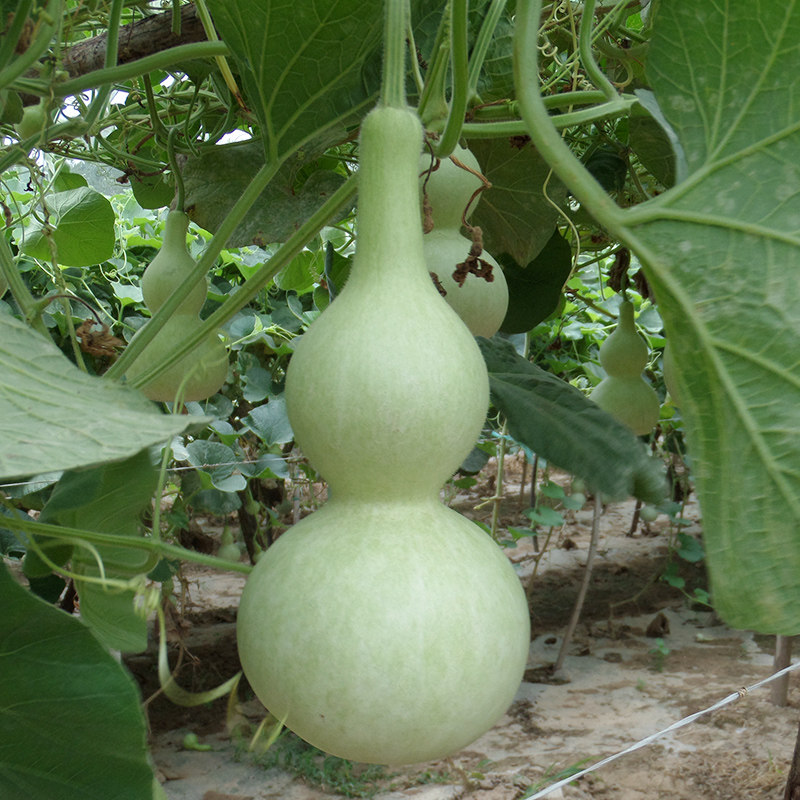 葫芦籽种特大手捻巨型亚腰超大蚂蚁肚迷你鹤首天津嘴八宝大瓢天然