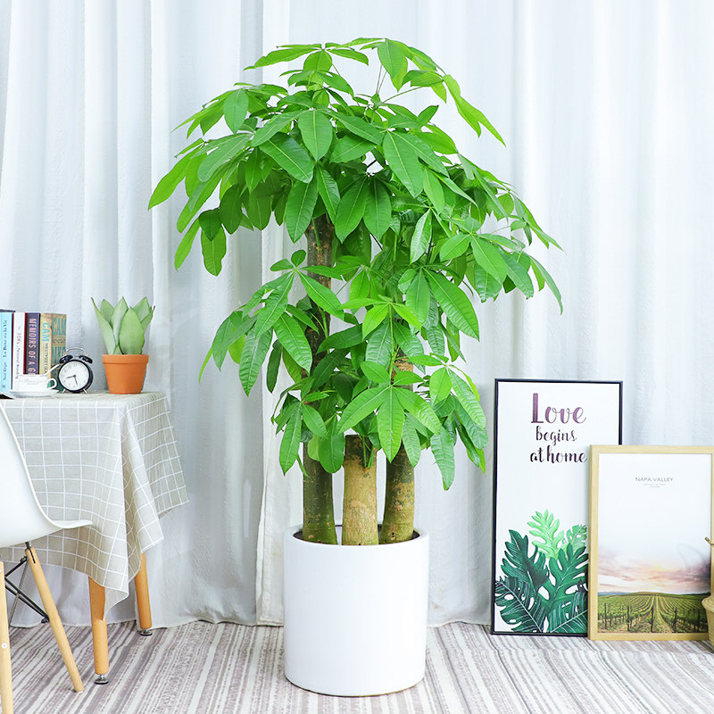 步步步步高高大发财树盆栽客厅大型树桩植物绿植大型绿植