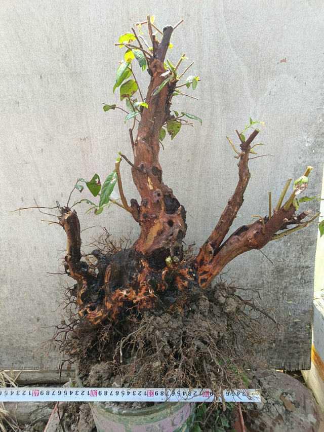 乌饭盆景树南烛熟桩多年培育实物拍摄阳台办公绿植