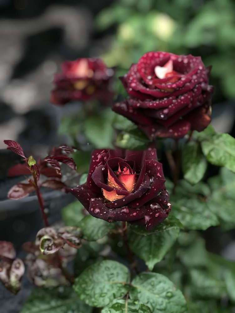 【卓昂严选】骇客 黑玫瑰 勤花淡香 庭院阳台盆栽绿植1加仑