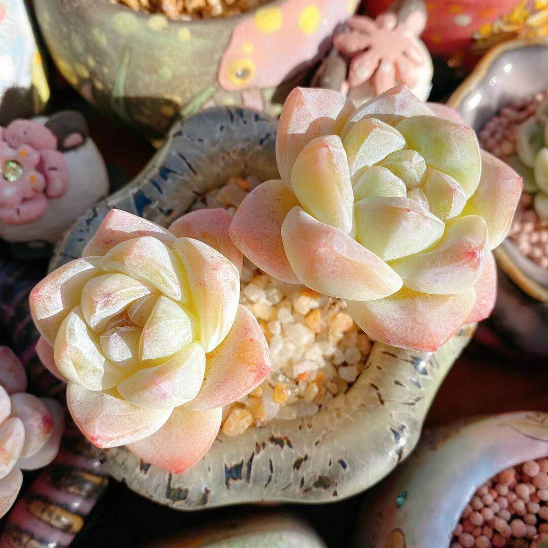 冰玉多肉植物多头群生一物一拍奶油果冻色萌多肉植物