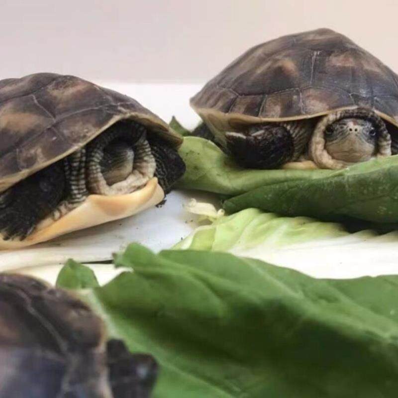 陆地龟草龟特大头巨型吃菜乌龟活物食草苏北龟