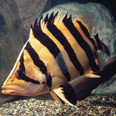 虎鱼淡水观赏鱼热带鱼泰虎印尼虎印苏虎大型金龙鱼