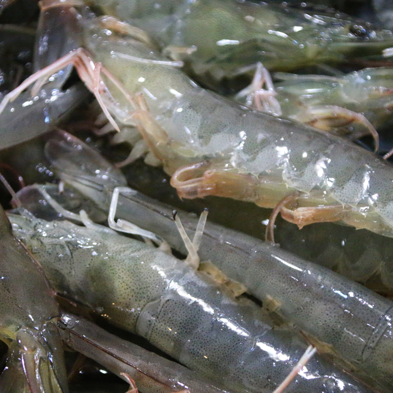鲜活格绿北京周边地区新鲜海鲜白虾活虾水产虾类制品