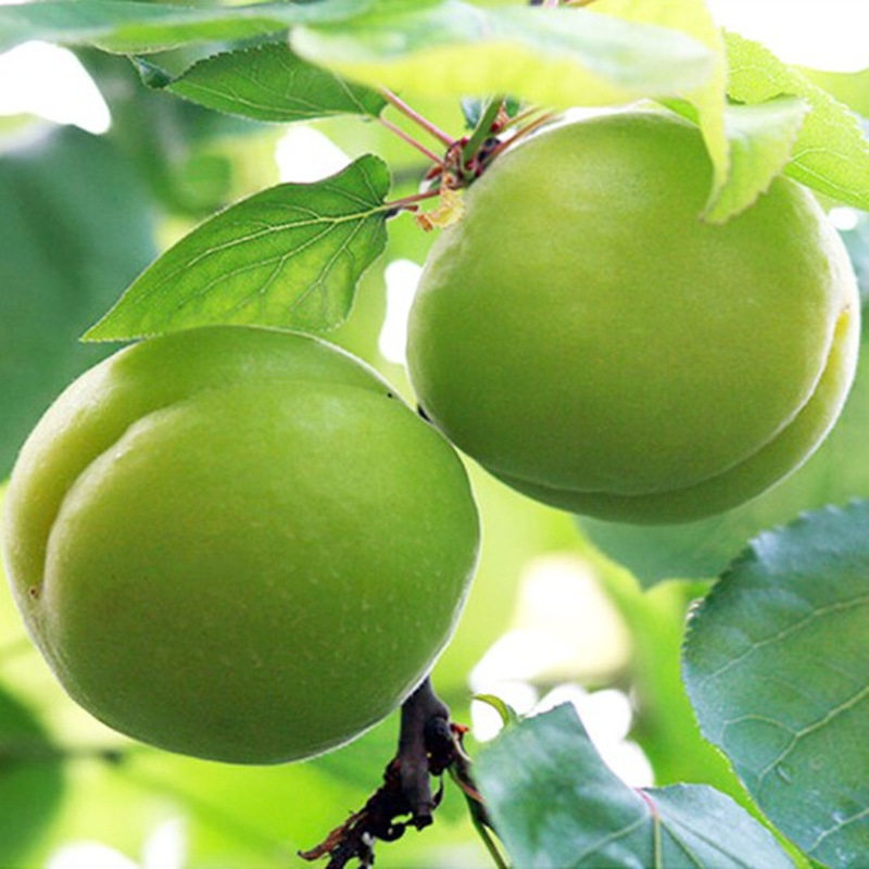 现货2019年青杏新鲜水果鲜杏大青杏孕妇酸水果酸杏子农家应季包邮