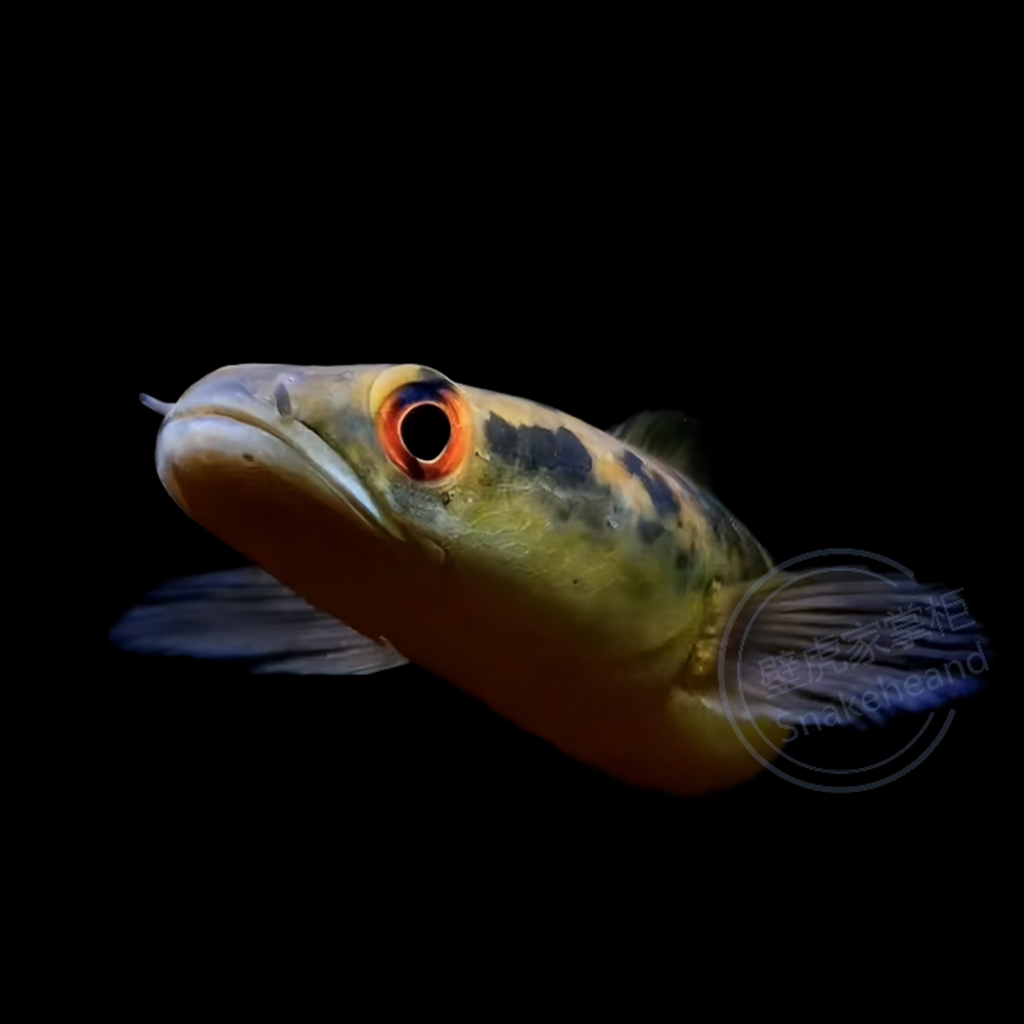 红帝精品品森塔伦黑魔神泰国皇室印尼中加王雷鱼