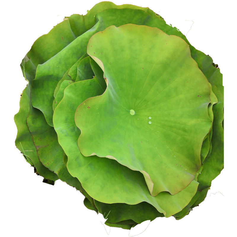 荷叶新鲜莲叶茶农农家现摘整张料理22张包邮荷叶