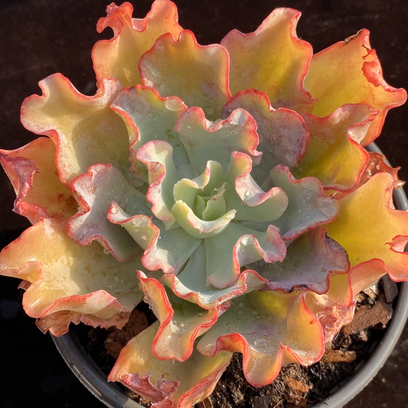 水瓶座多肉植物包菜蕾丝一物一拍多肉植物