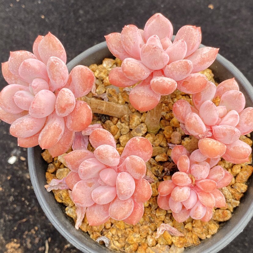 多肉桃花花露一物一拍精品景天植物阳光雨露多肉植物