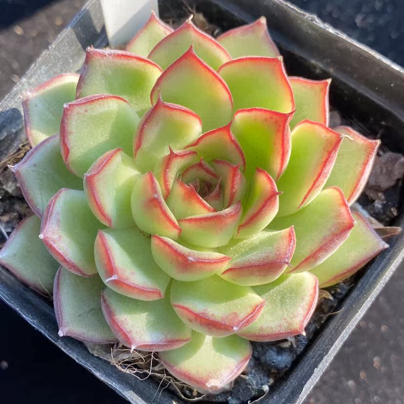 萤火火多阿尔来茵韩货新品多肉植物一物一拍多肉植物