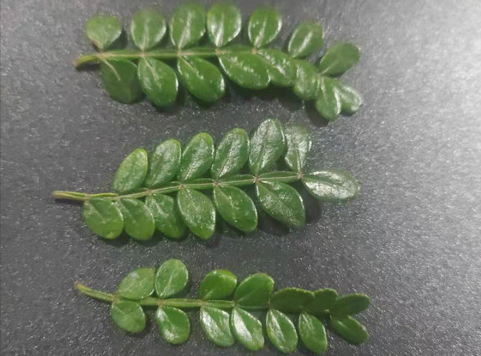 新鲜清香木胡椒木山椒叶西餐餐盘特殊农产品顺丰其它