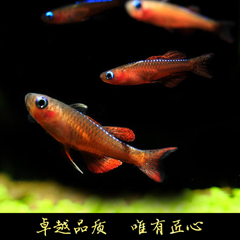 子鱼橘红红燕橘色珍珠燕子阿鲁型鱼禅水族南美鱼