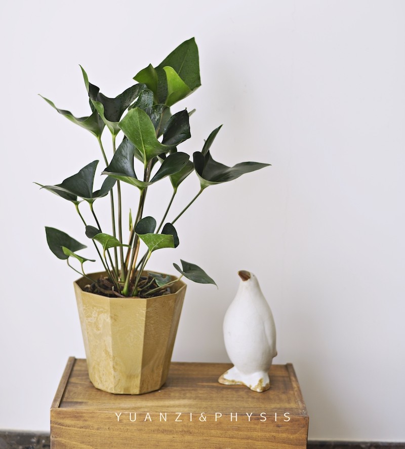 physis室内北欧ins好养耐阴盆栽植物国王客厅绿植