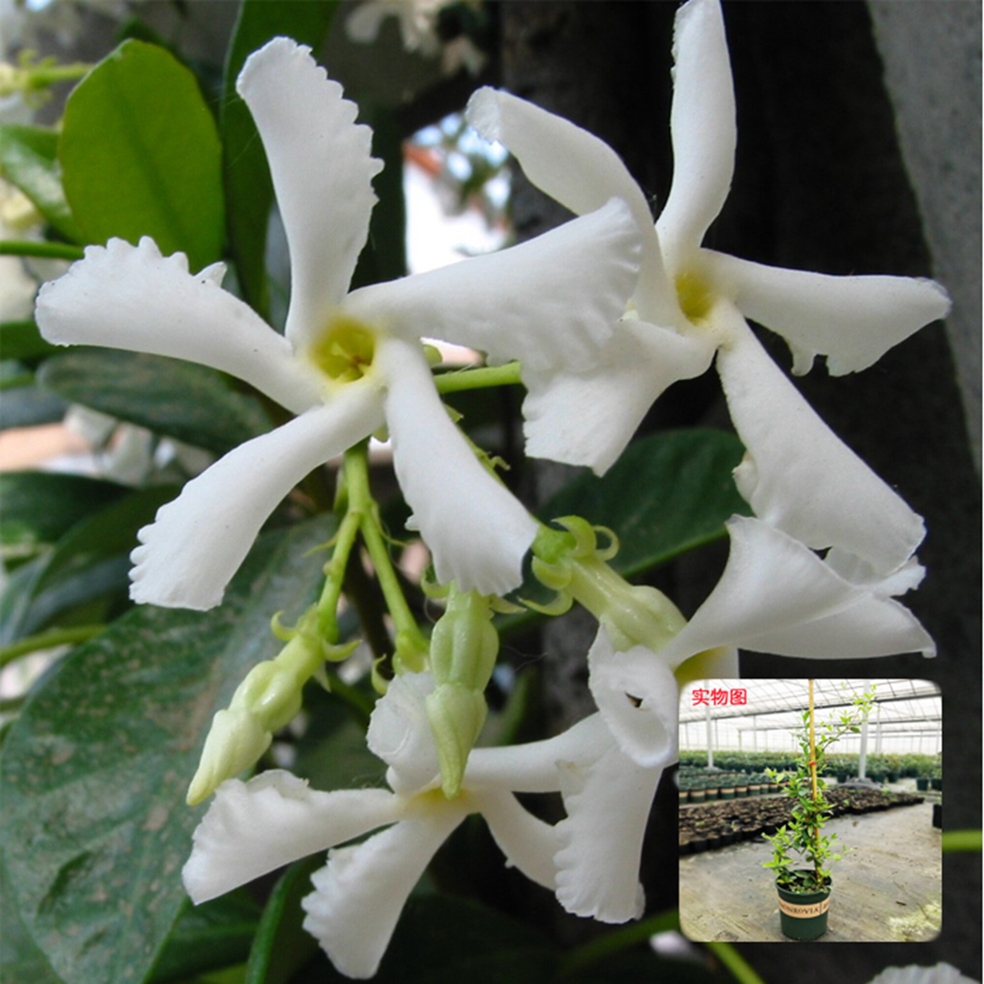 园丁日记风车茉莉风车茉莉意大利络石爬藤芳香四季时令草本花卉