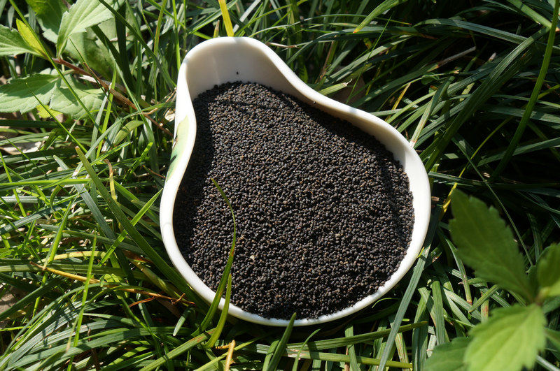 虫茶桂林装包六斤茶叶老虫龙胜化香陈年龙珠养生茶