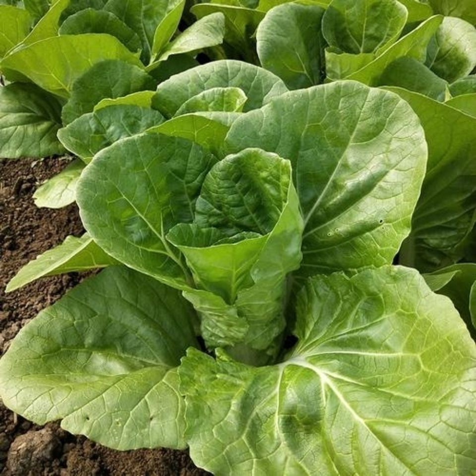 白菜新鲜散叶湖北本地露天5号火锅下菜绿叶叶菜类