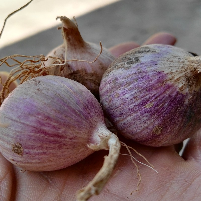 湖北独子蒜头新蒜晒干大蒜包邮新鲜紫皮独头蒜蒜子湿非云南独蒜5