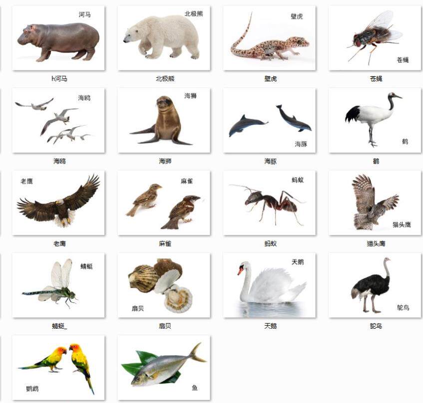 动物类学龄前闪卡儿童认知自闭症识字名词aba训练玩具挂图