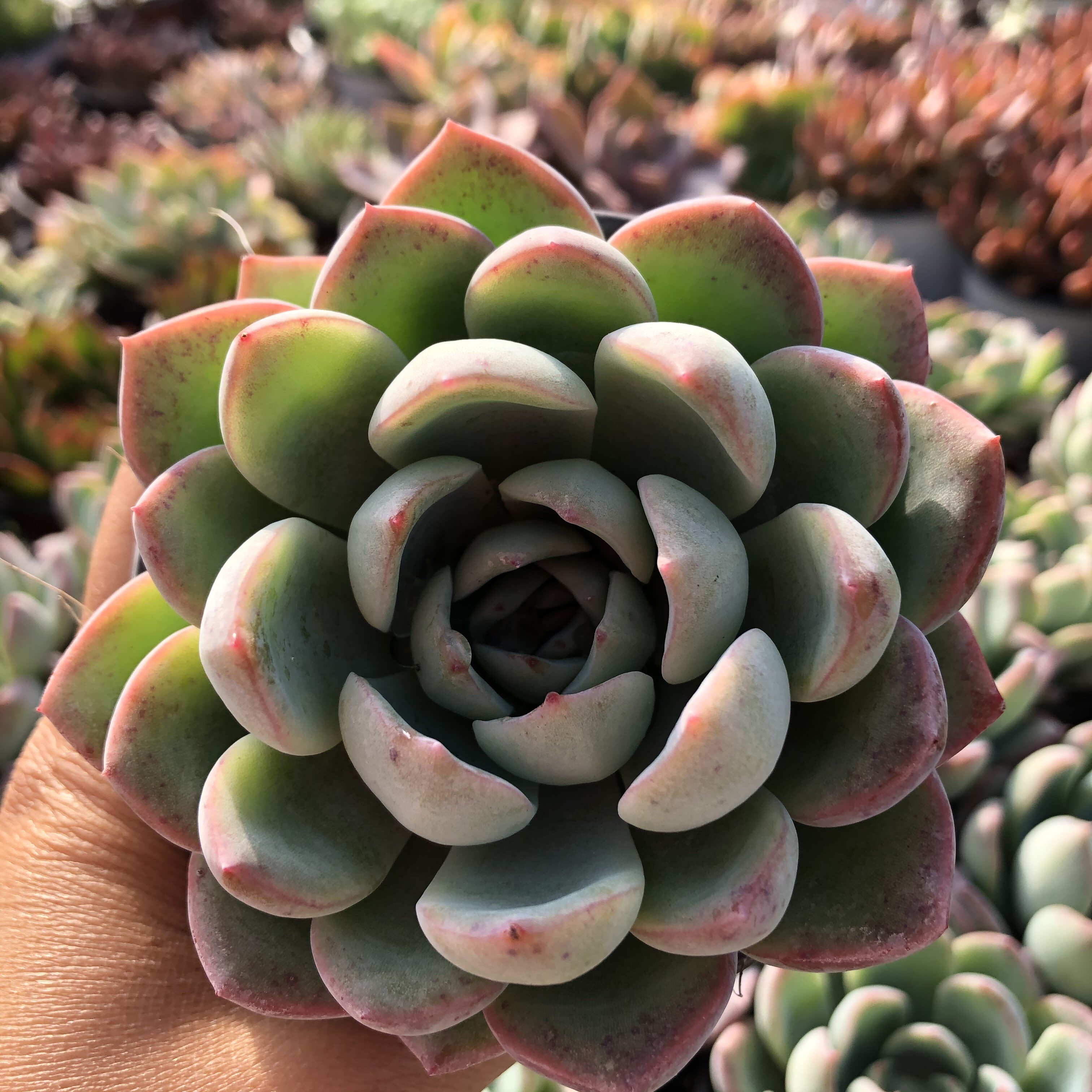 尖叶莎莎女王果冻色多植物带盆发货29包绿植多肉植物