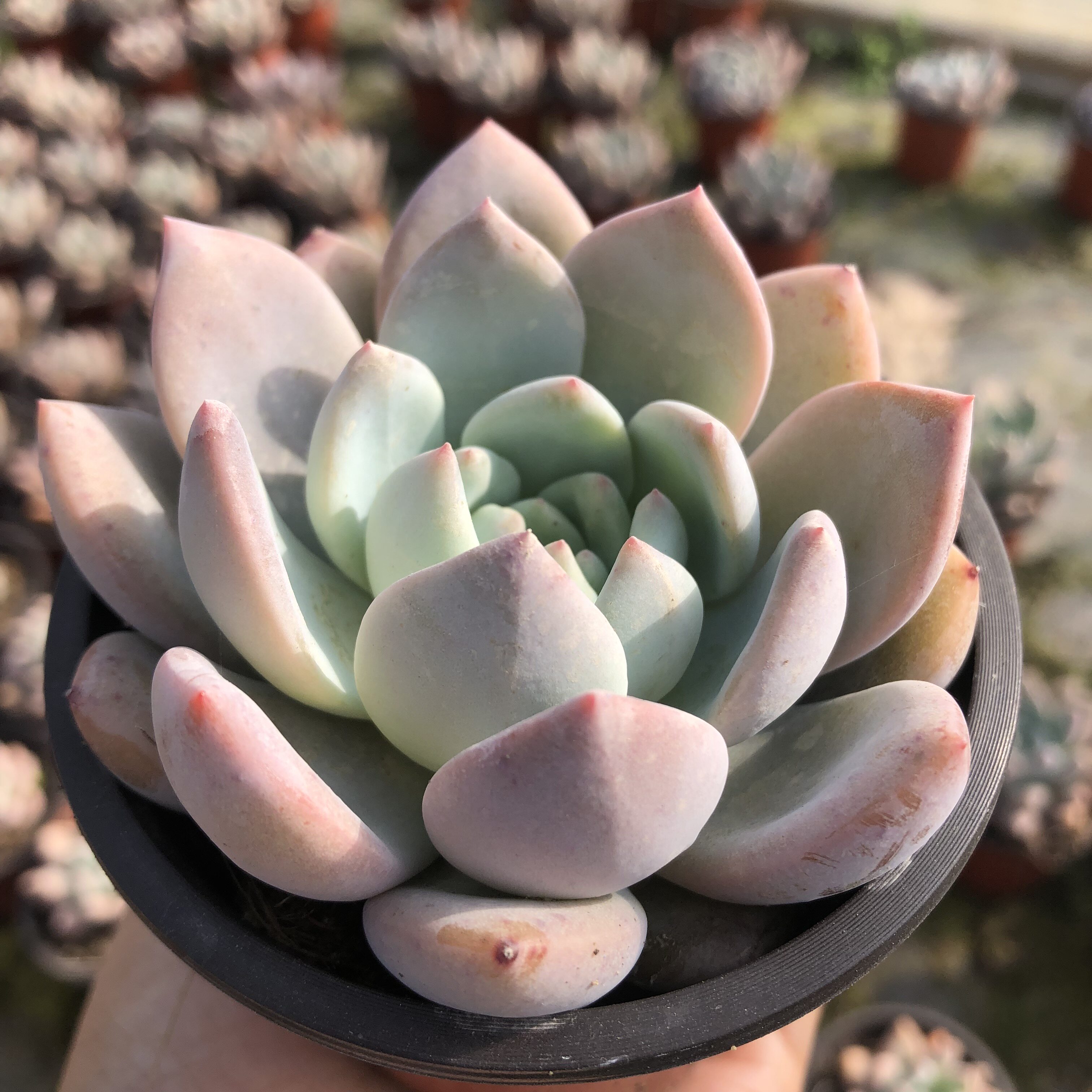 逸高园艺|狮子座 多肉植物办公室防辐射多肉绿植盆栽花卉