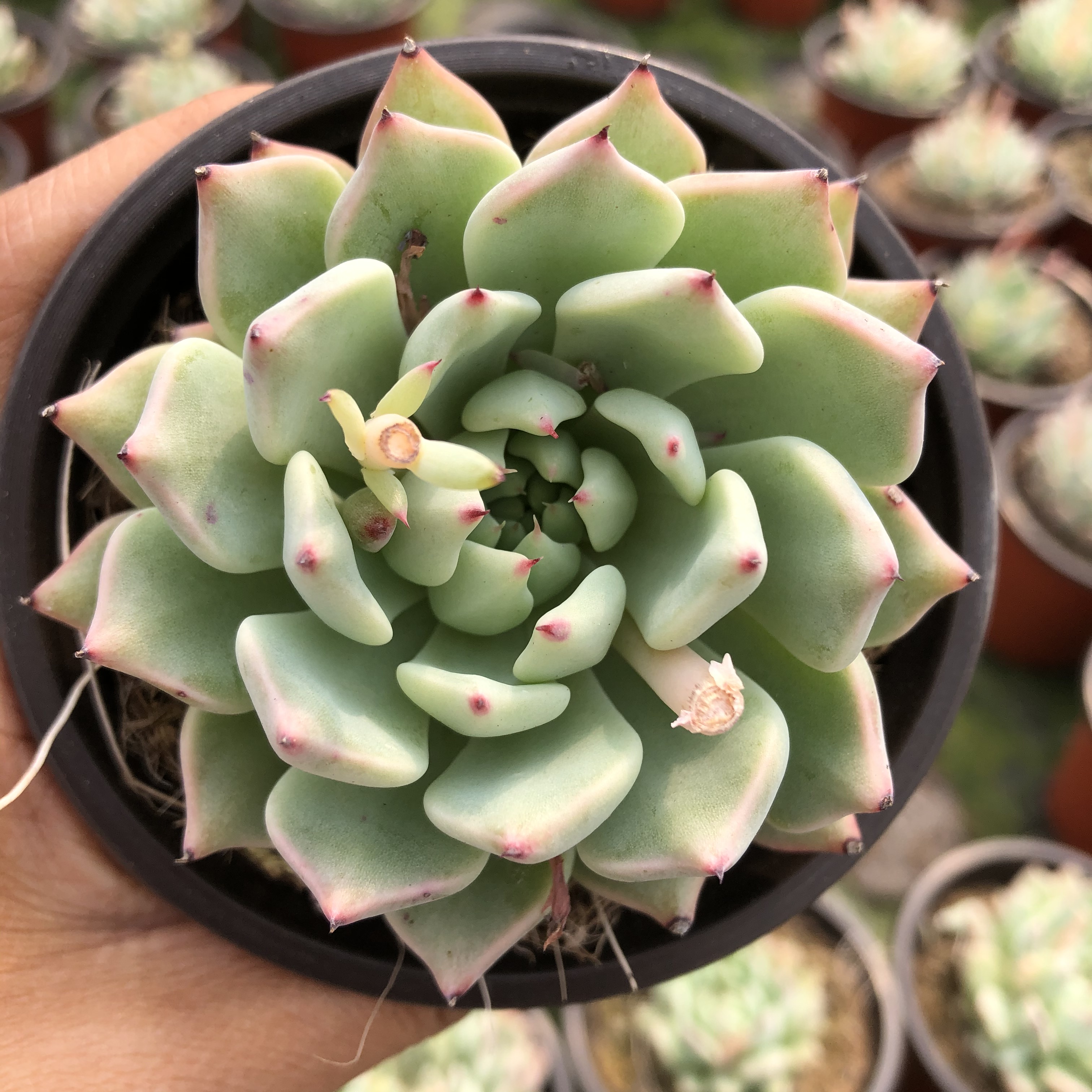 绿爪多肉植物厘米盆带盆发货办公室盆栽绿植大棚多肉植物