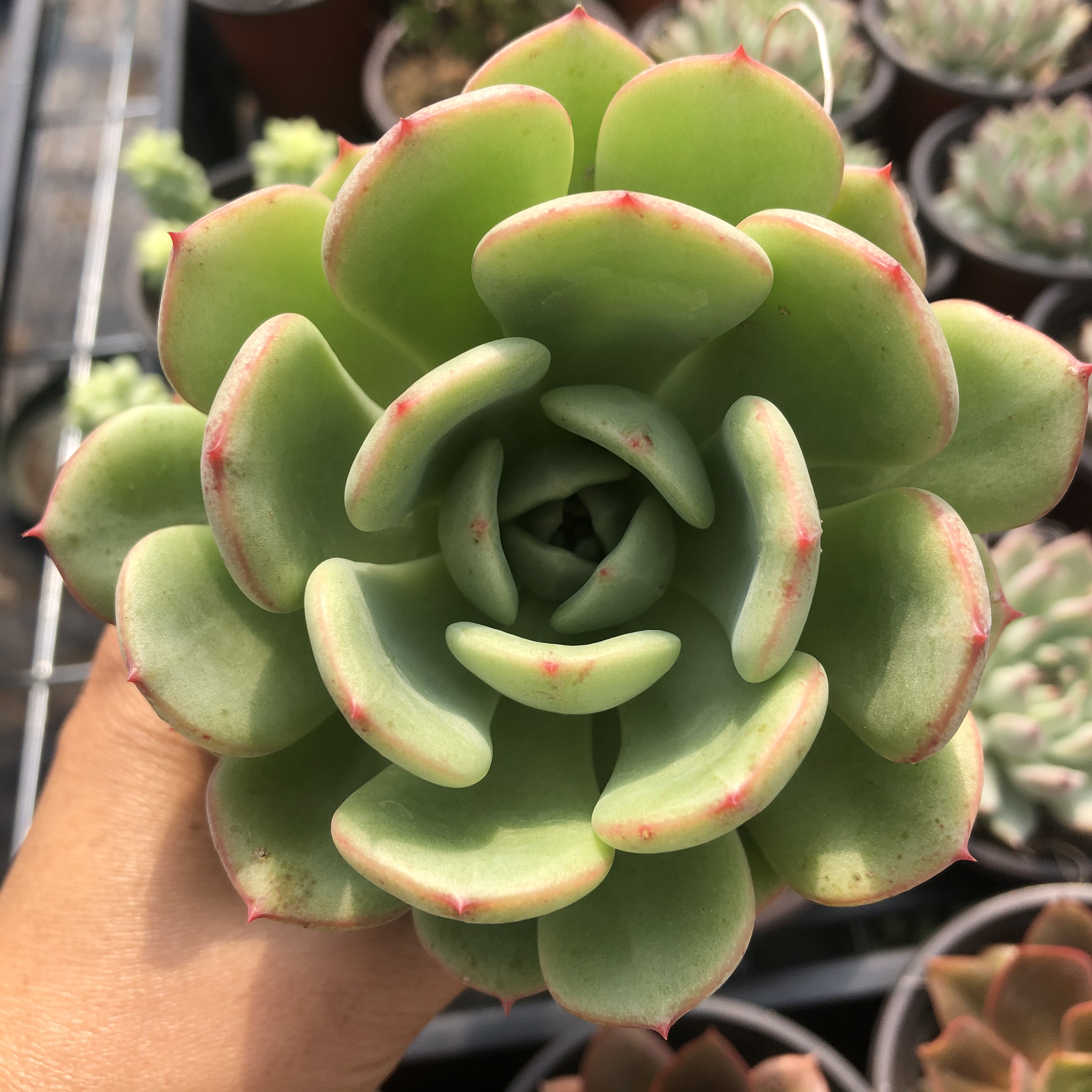 常春藤园艺三文鱼小贵货多植物精品肉肉大棚直销多肉植物