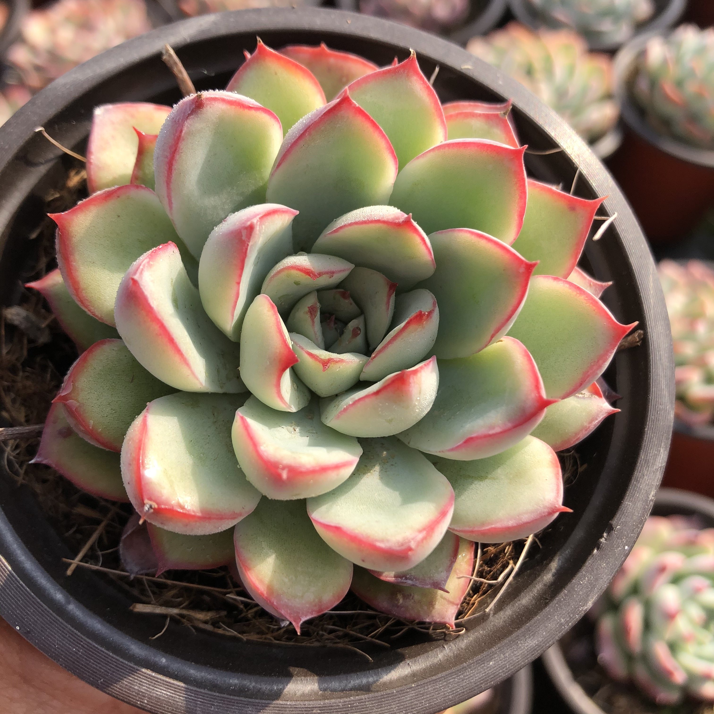 荷花室内有品迷你绿植盆栽阳台植物多肉盆带盆多肉植物