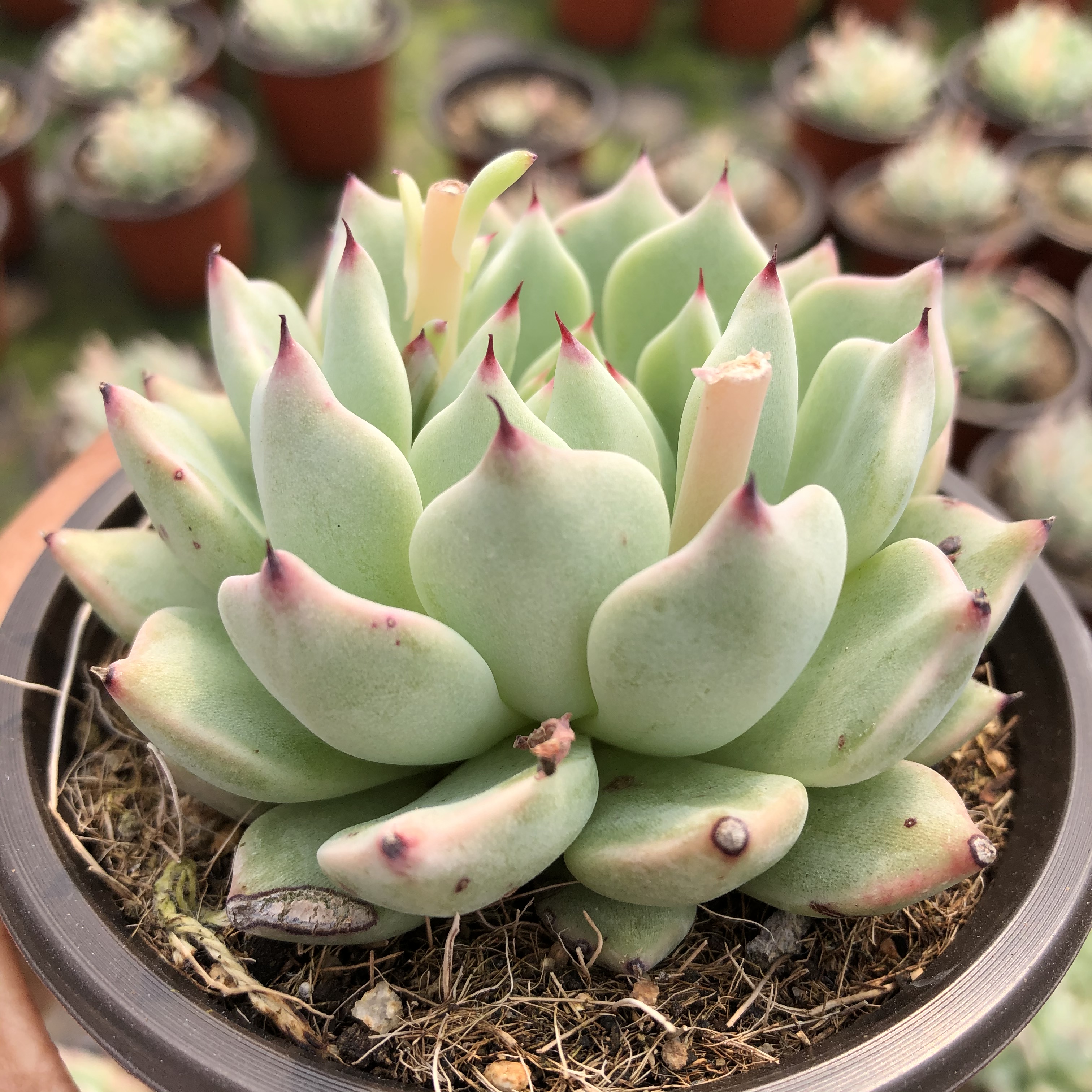 绿爪多肉植物厘米盆带盆发货办公室盆栽绿植大棚多肉植物