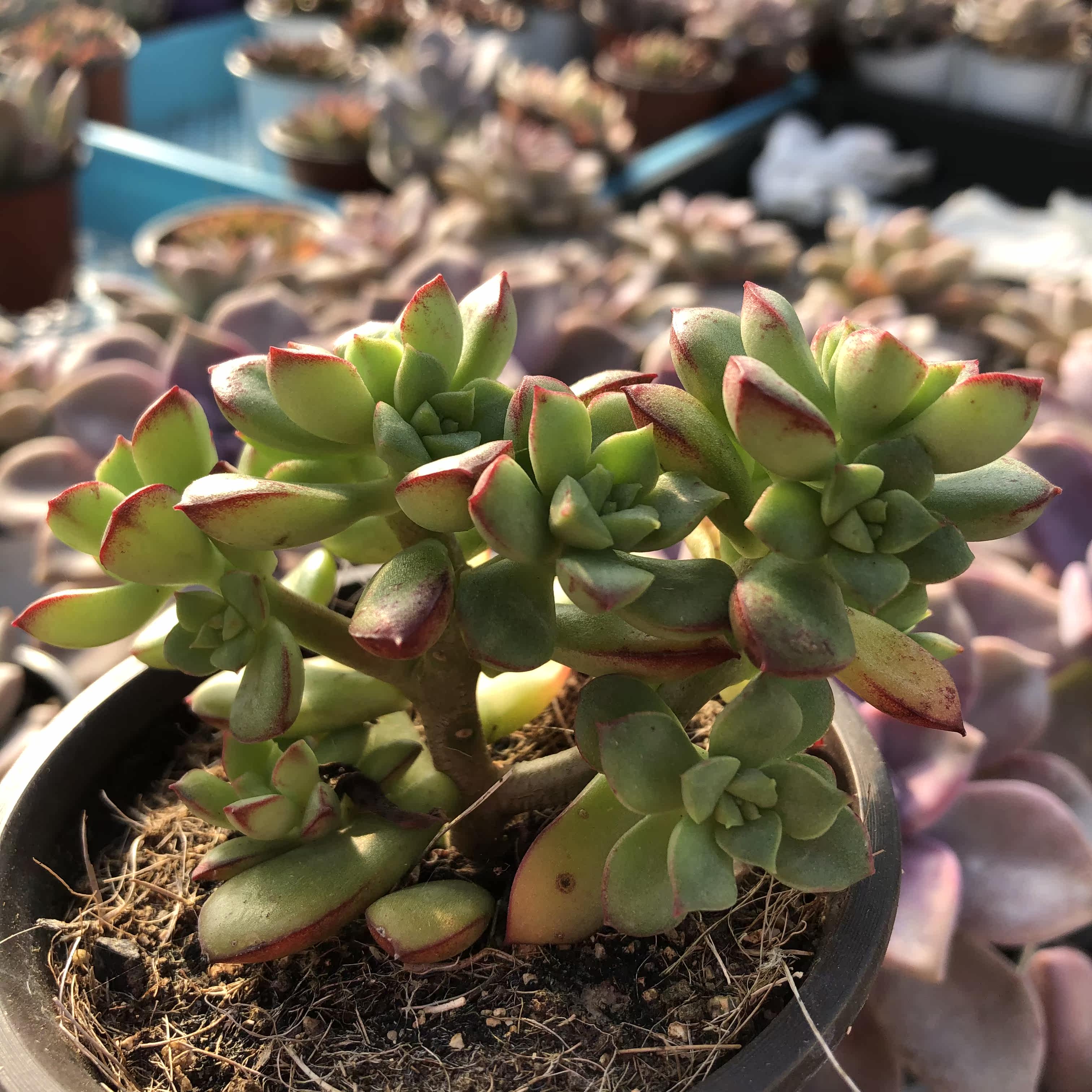 常春藤园艺酥皮鸭小老桩群生多肉植物办公室阳台多肉植物