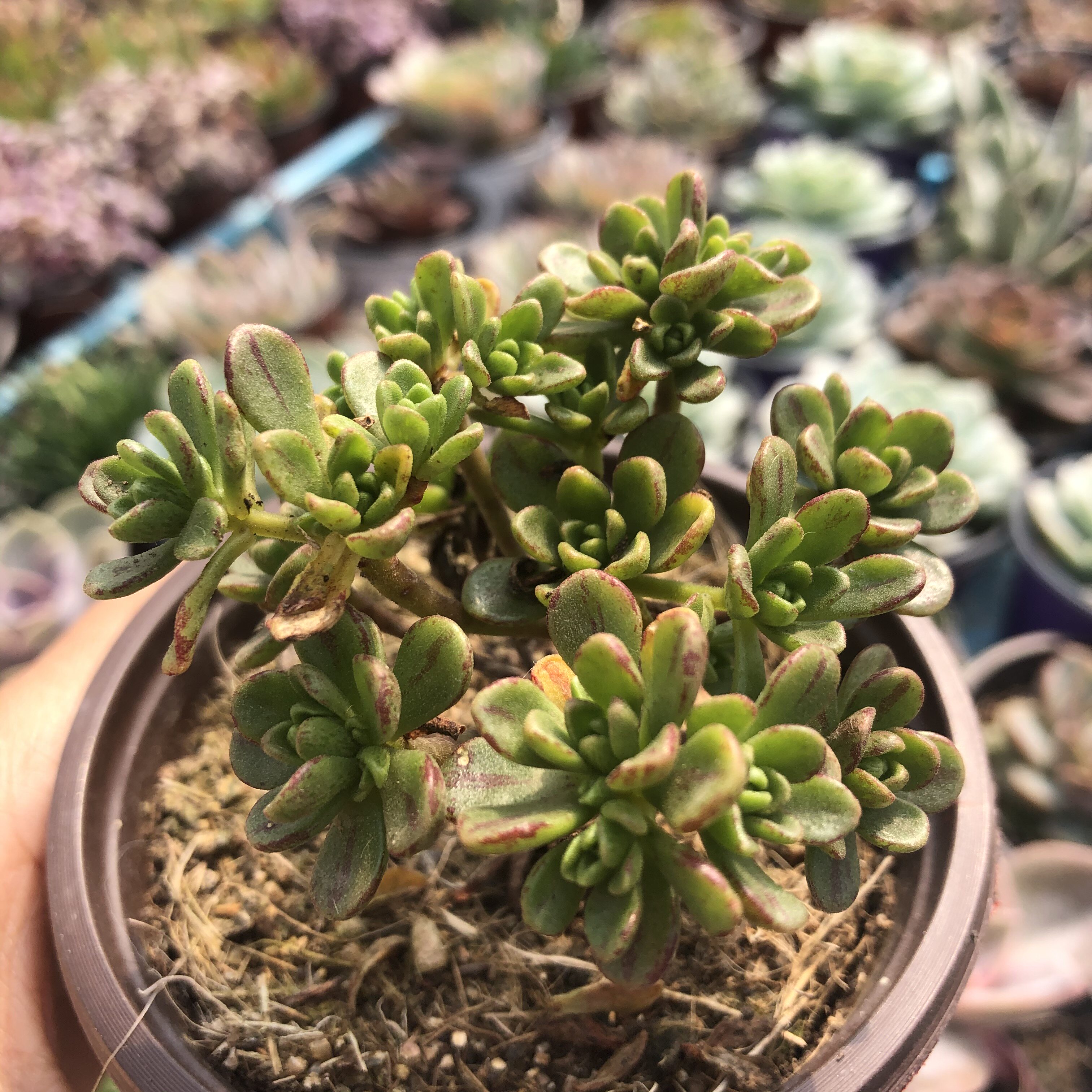 常春藤园艺日本小松小人群生小老桩多肉植物29包邮多肉植物