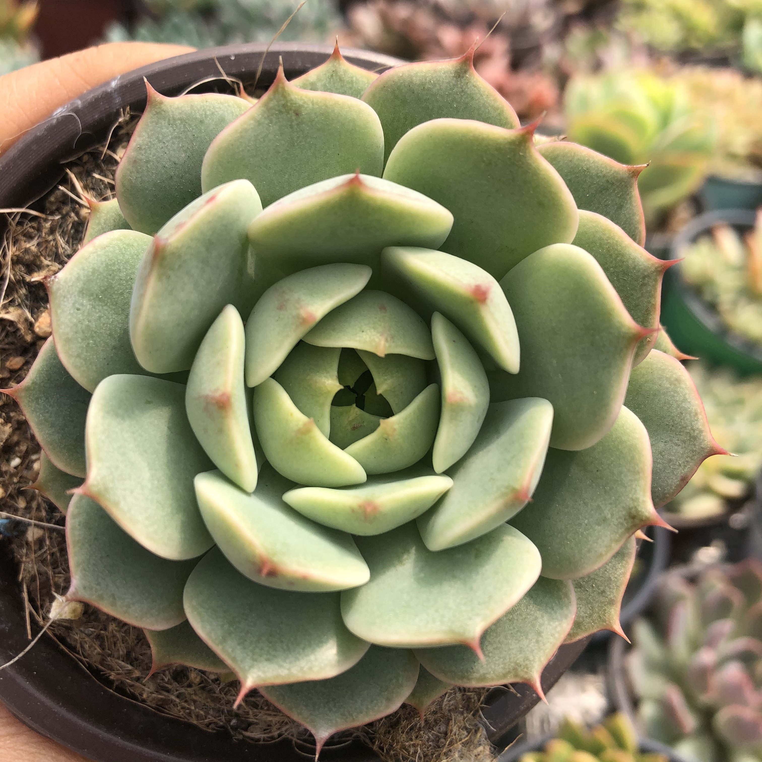 常春藤园艺苯巴多肉植物9cm盆带盆发货阳台小盆多肉植物