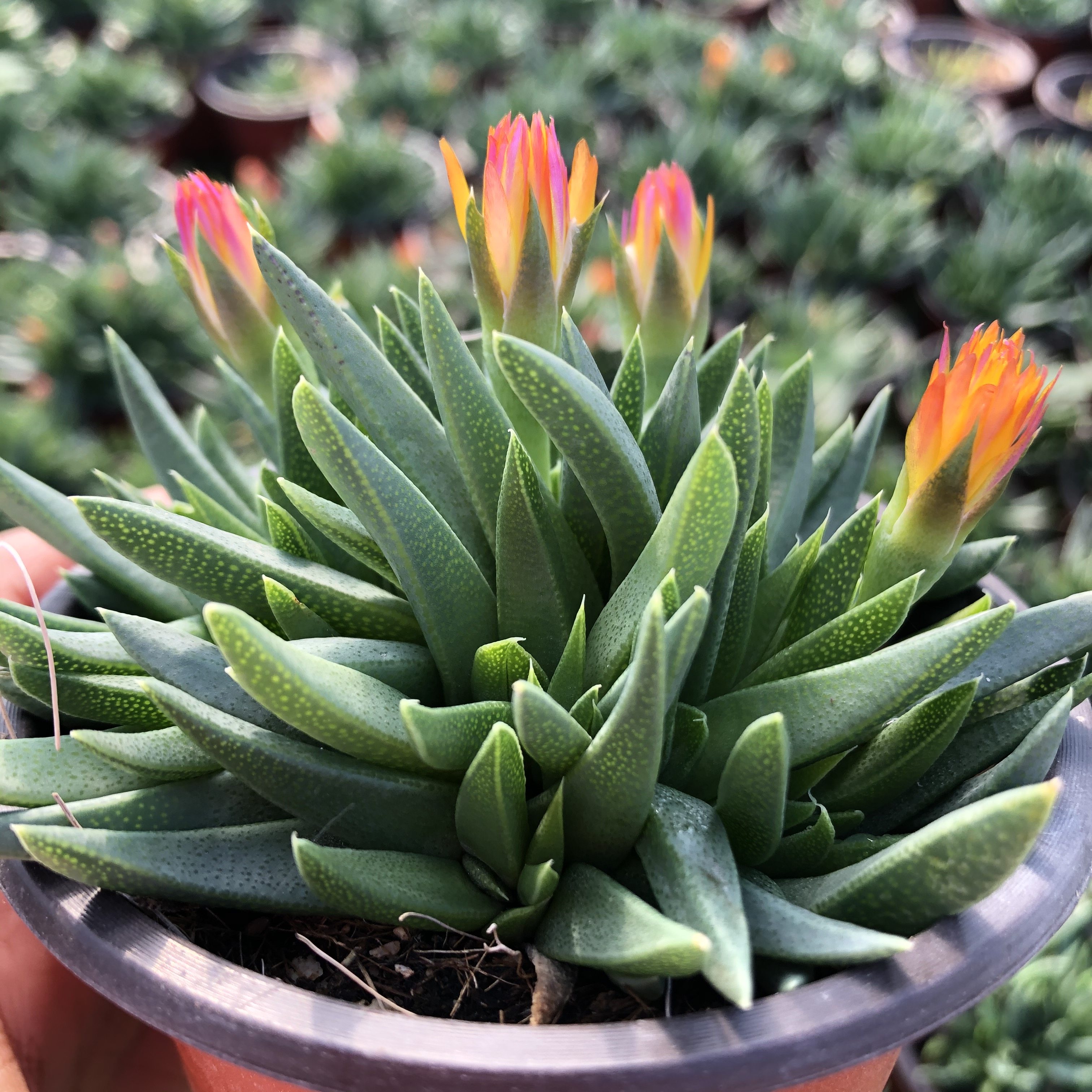 常春藤园艺黄花照波9cm多肉植物大棚直销29包邮多肉植物