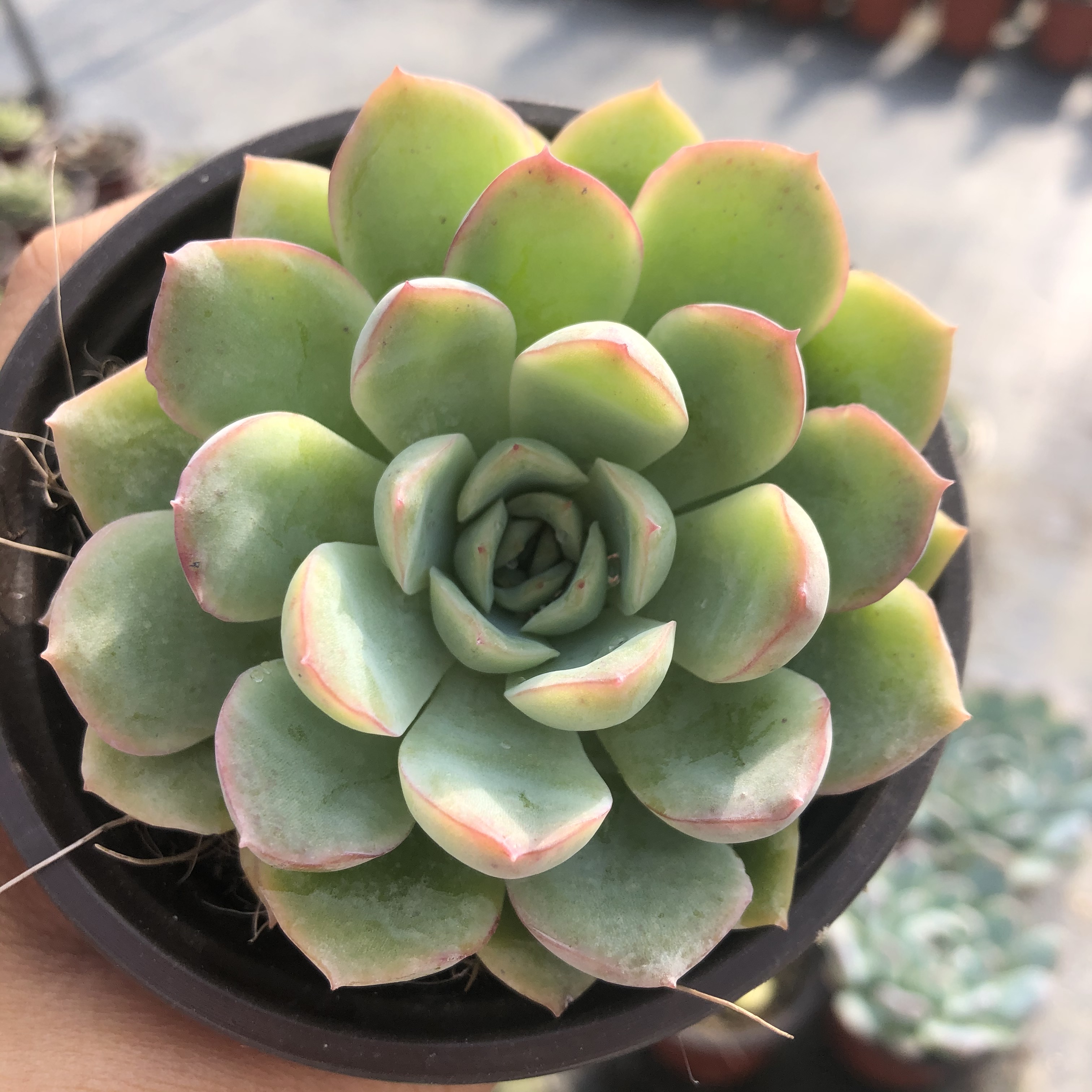 莎莎女王厘米盆带盆栽多肉植物大棚直销29包多肉植物